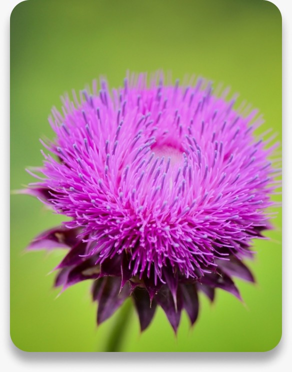 MILK THISTLE