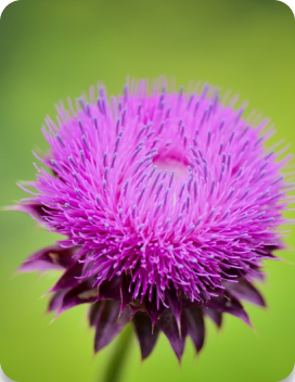 MILK THISTLE